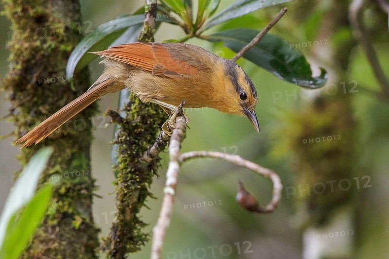 Buff-fronted Foliage-gleaner (Philydor rufum) perched on a branch in the Atlantic rainforest of southeast Brazil