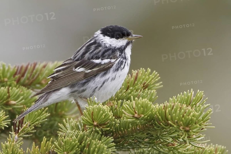 Blackpoll Warbler (Setophaga striata) male, Manitoba, Canada