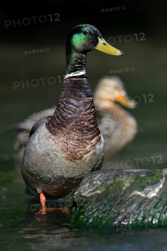 Mallard (Anas platyrhynchos) pair, North Rhine-Westphalia, Germany