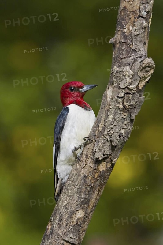 Red-headed Woodpecker (Melanerpes erythrocephalus), Ontario, Canada