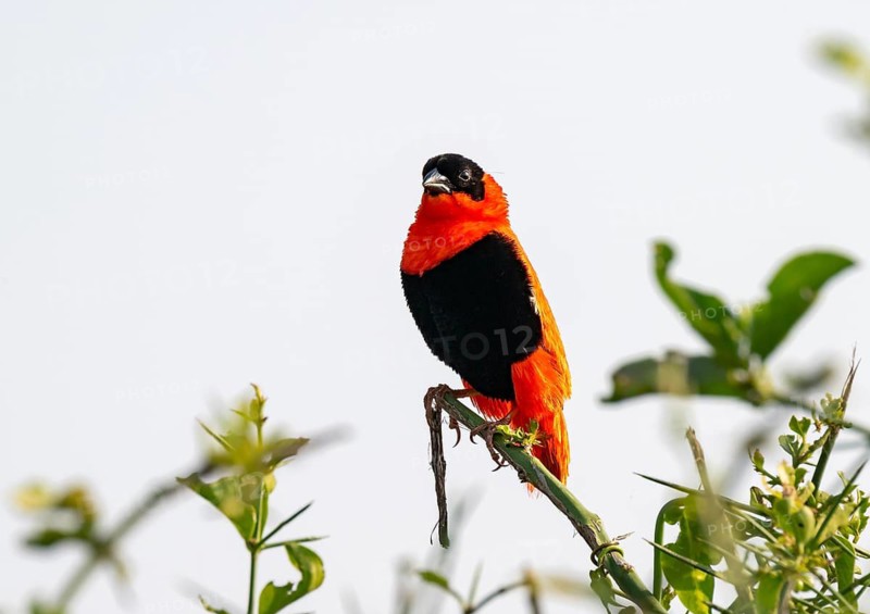 Fire weaver (Euplectes franciscanus), red bird sitting on a branch, Murchison Falls National Park, Western Region, Uganda