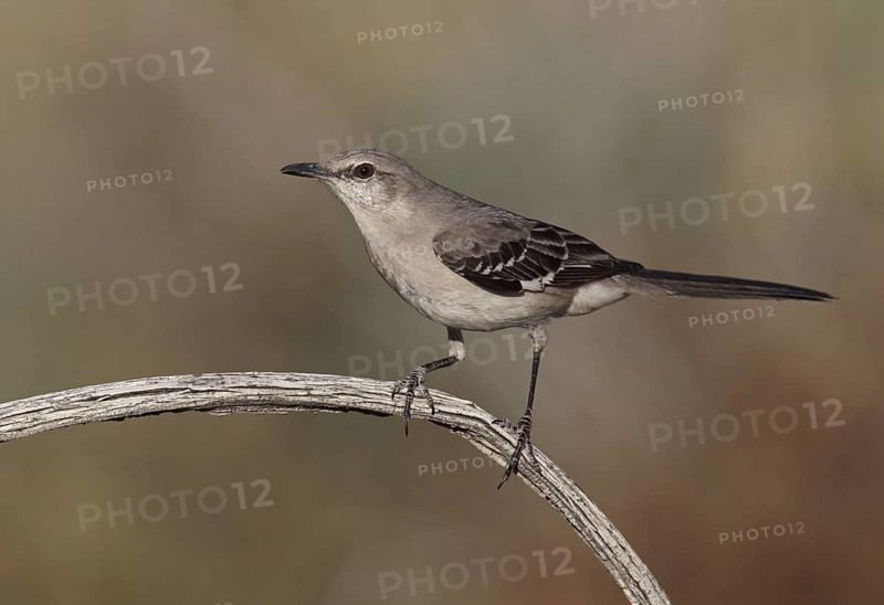 Northern Mockingbird (Mimus polyglottos), California, USA