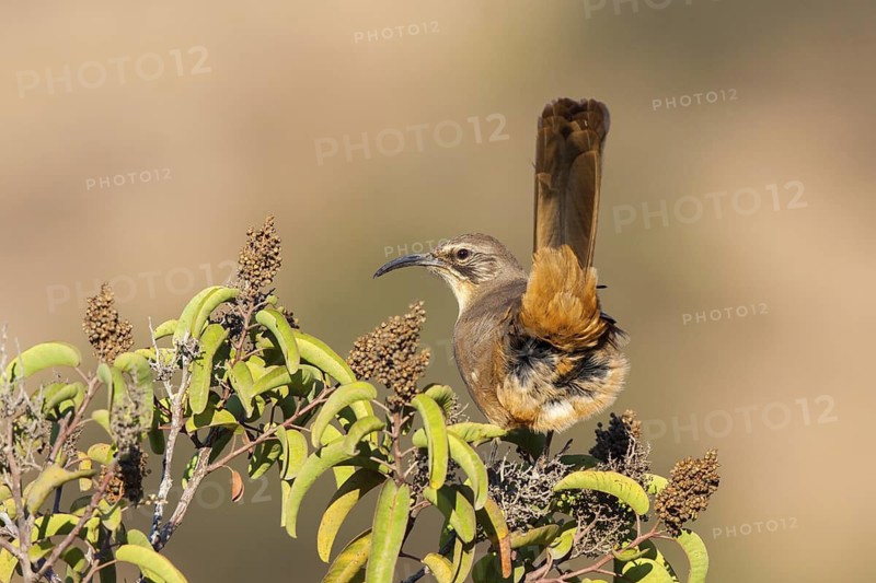 California Thrasher Toxostoma redivivum San Diego, California, United States 11 September Adult Mimidae
