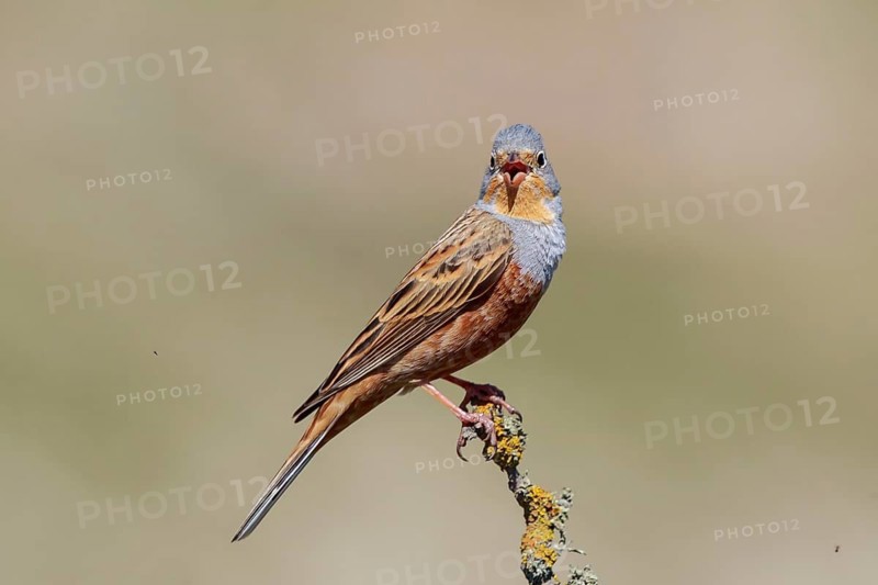 Cretzschmar's Bunting (Emberiza caesia) male singing, Lesvos, Greece