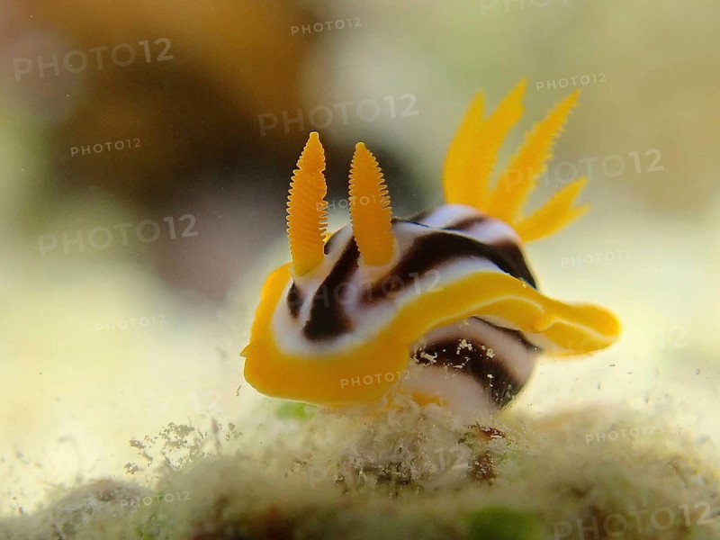 African star snail (Chromodoris africana)