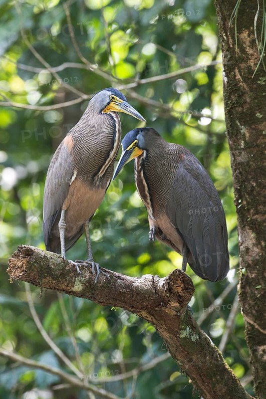 Bare-throated Night Heron (Tigrisoma mexicanum), Tortuguero National Park, Costa Rica