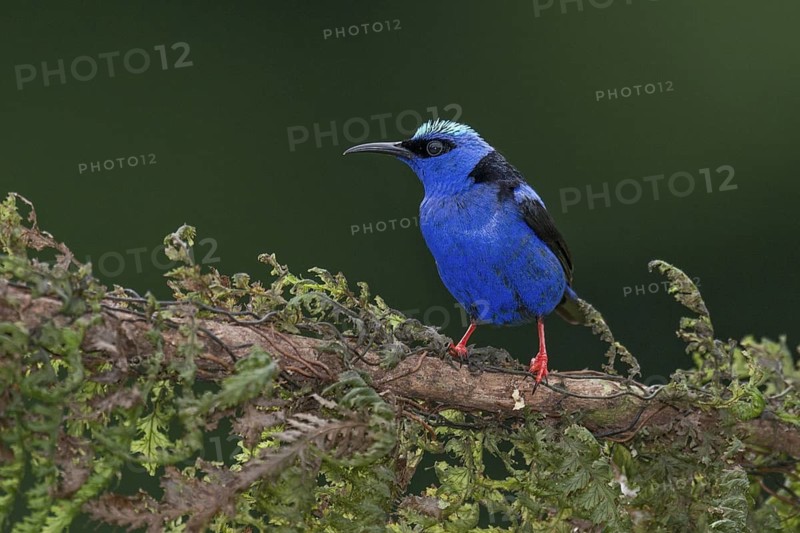 Red-legged Honeycreeper (Cyanerpes cyaneus) male, Costa Rica