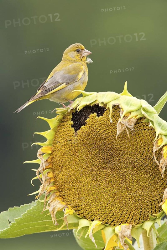 European Greenfinch (Chloris chloris), St. Gallen, Switzerland