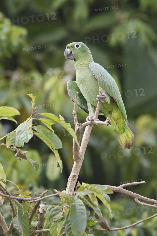 Southern Mealy Amazon (Amazona farinosa), Ecuador