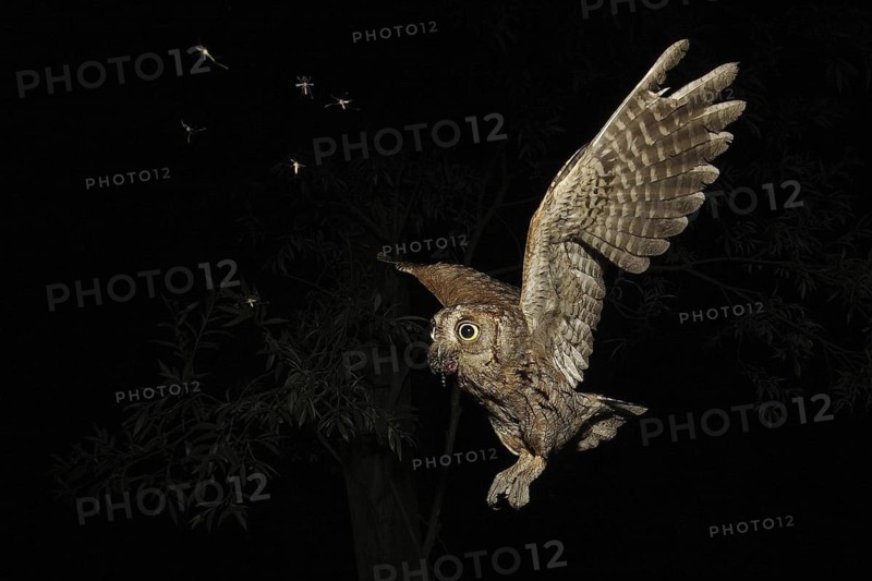 Eurasian Scops Owl (Otus scops) flying, Lombardy, Italy