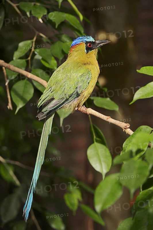 Amazon moth or blue-crowned moth (Momotus momota, Ramphastos momota), captive, occurring in South America