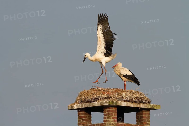 White Stork (Ciconia ciconia) juvenile trying to fly, Utrecht, Netherlands