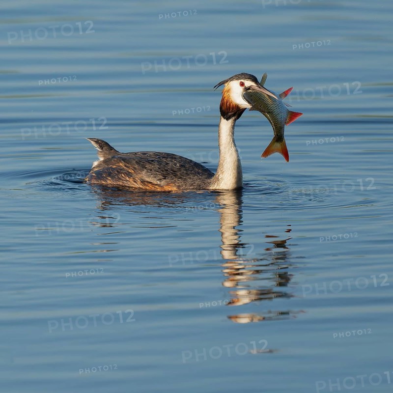 Great Crested Grebe (Podiceps Scalloped ribbonfish) with a large fish in its beak swimming on a lake, devouring a large, captured rudd (Scardinius erythrophthalmus), blue water, Lower Saxony, Germany