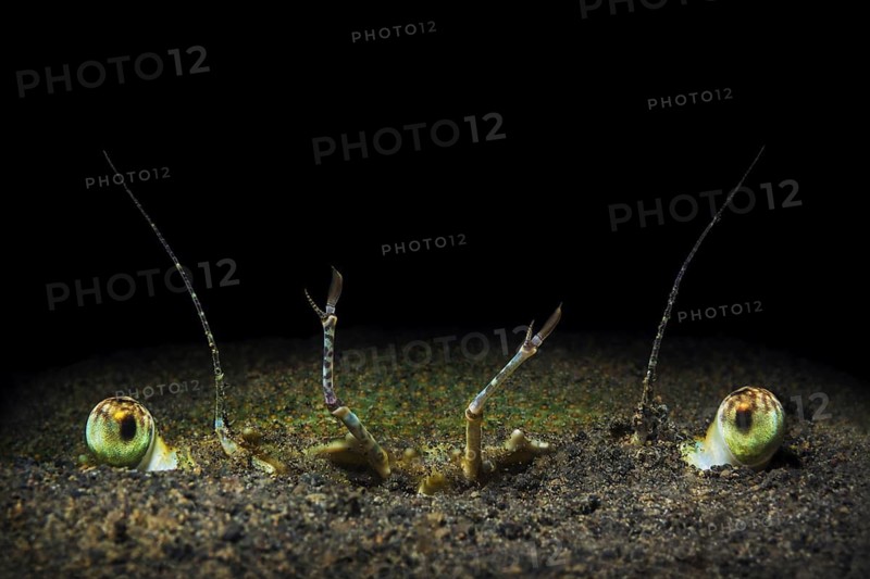 Große Pazifische Schwimmkrabbe, Portunus pelagicus Blue Swimmer Crab, Portunus pelagicus