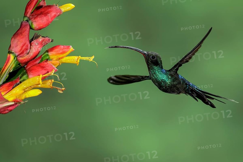 Green Hermit (Phaethornis guy) perched on a branch in Costa Rica