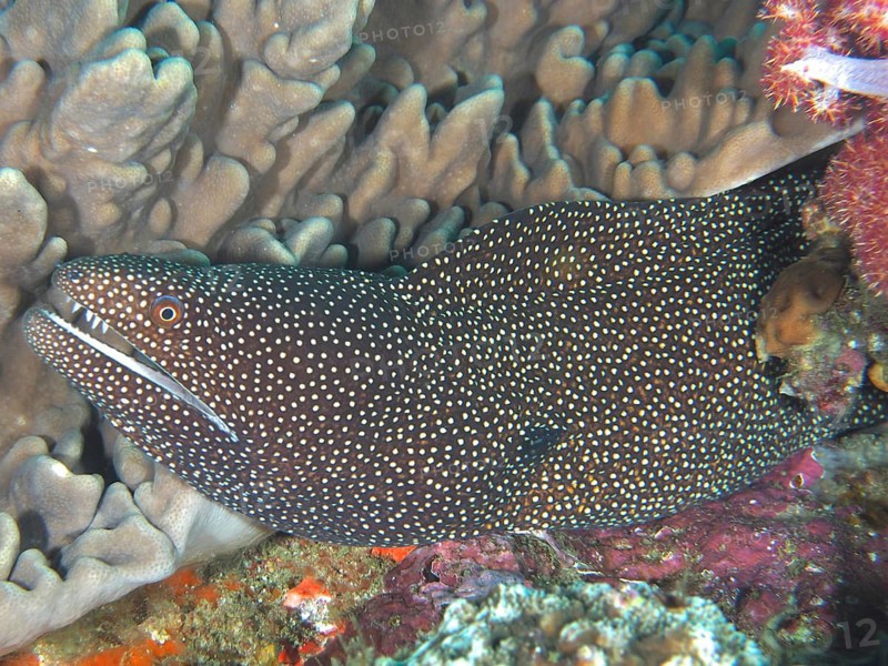 White-mouthed moray eel (Gymnothorax meleagris)