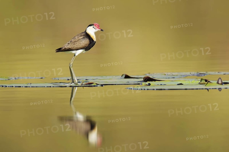 Comb-crested Jacana (Irediparra gallinacea), Queensland, Australia