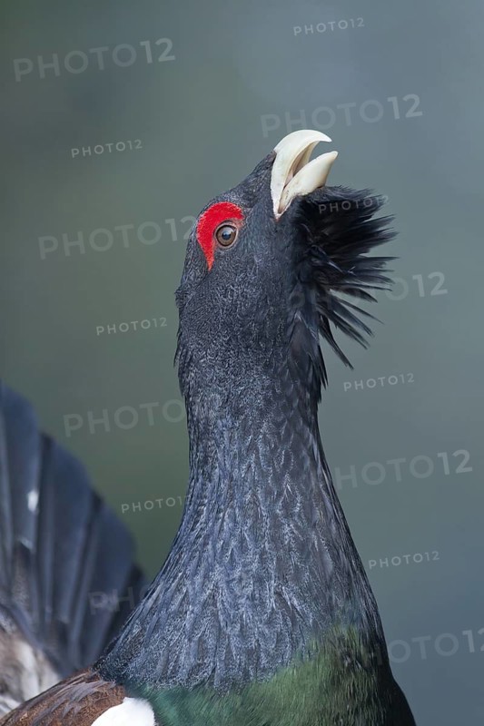 Western Capercaillie (Tetrao urogallus) male, Baden-Wuerttemberg, Germany