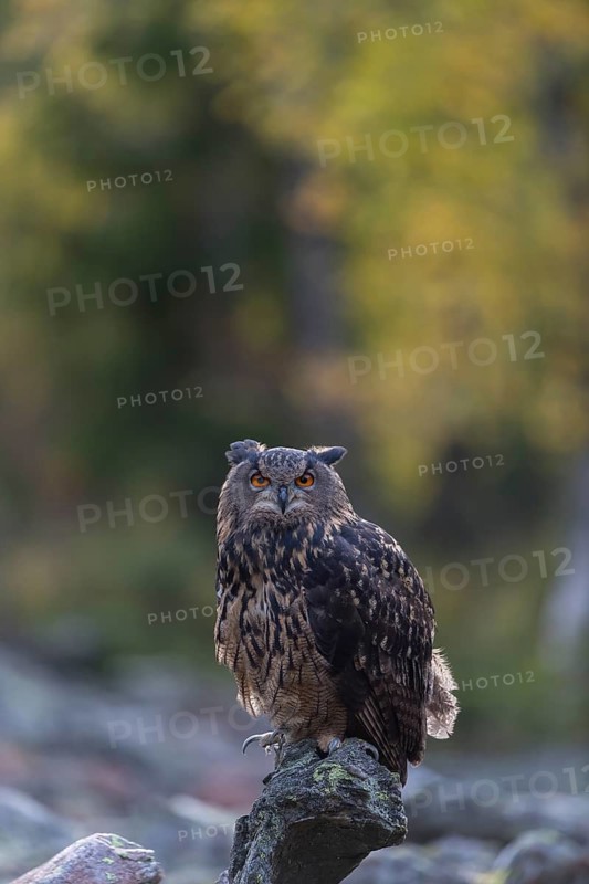 One Eurasian Eagle Owl, Bubo bubo, sitting on grey rocks, a birch tree in autumnal colors in the background. Early morning light