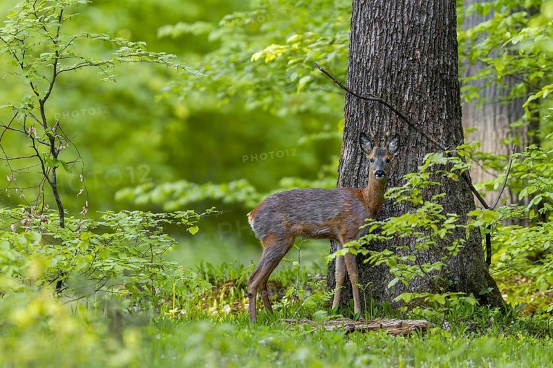 The hide with dog proves to be very positive, the roebuck (Capreolus capreolus) ignores me and keeps looking at my striking black and white dog, change of coat, May, Germany