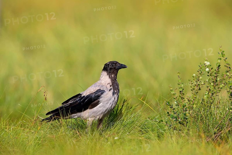 Nebelkrähe, Hooded Crow, Northern Carrion Crow, Corvus corone cornix, Corvus cornix, Corneille mantelée, Corneja Cenicienta