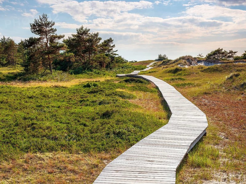 Bohlenweg winds through the dunes at Darßer Ort, core zone of the Western Pomeranian Lagoon Area National Park, Darßer Ort, Prerow, Fischland-Darß-Zingst peninsula, Mecklenburg-Western Pomerania, Germany