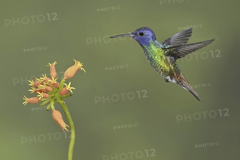 Golden-tailed Sapphire (Chrysuronia oenone), Ecuador