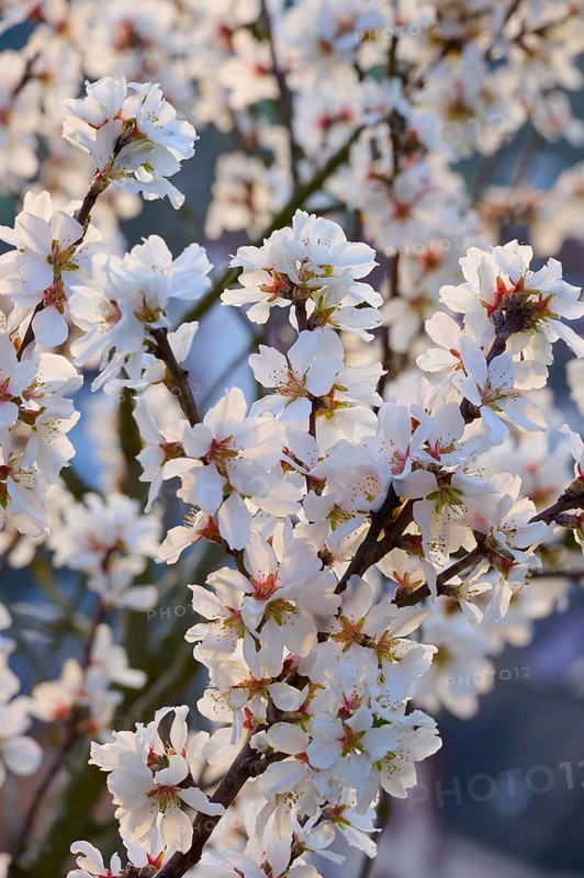 Close-up of delicate white almond blossoms highlighting the beauty of spring, Klingenberg am Main, Churfranken, Untermain, Main, Spessart, Bavaria, Germany