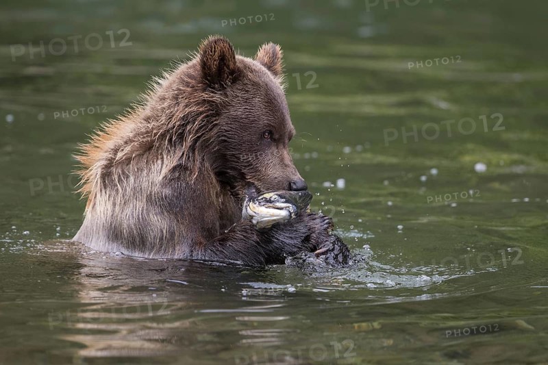 Grizzly Bear (Ursus arctos horribilis) hunting Pacific Salmon, British Columbia, Canada