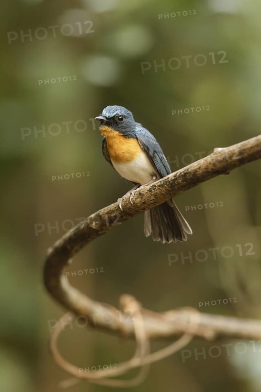 Tickell's Blue Flycatcher (Cyornis tickelliae) male, Kaeng Krachan, Thailand