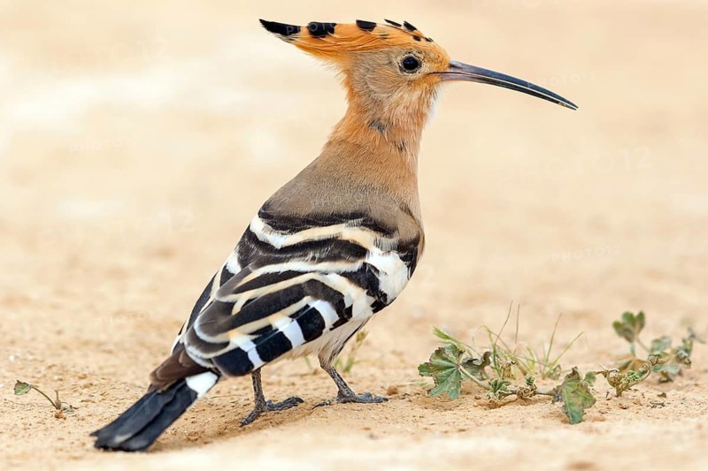 Hoopoe, (Upupa epops), biotope, habitat, foraging, sideways, animals, birds, Israel