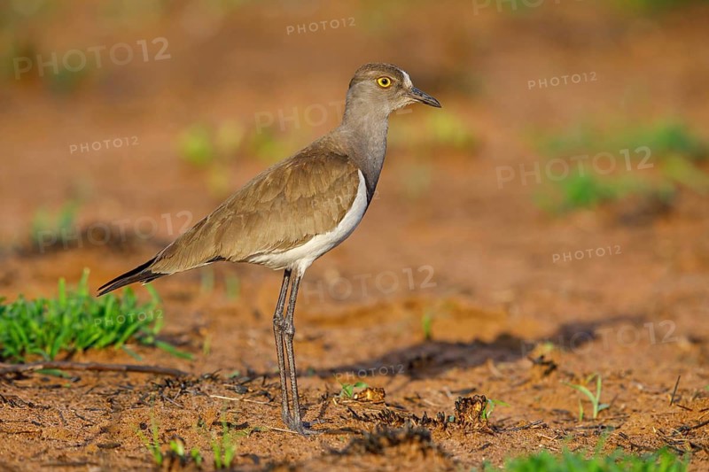 Lapwing (Vanellus lugubris), animals, birds, biotope, habitat, foraging, wader, plover family, Mkuze Game Reserve, Mkuze, KwaZulu-Natal, S¸dafrica