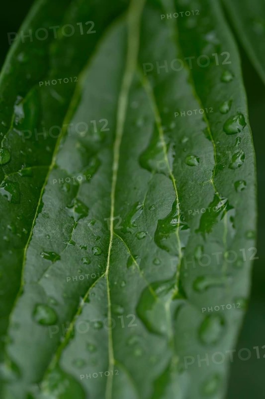 Close-up of fresh raindrops scattered on a peony leaf, showcasing the vibrant green texture after a spring shower, illustrating nature's pure and refreshing beauty