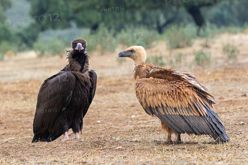 Griffon vulture, (Gyps fulvus), and black vulture, (Aegypius monachus), standing on the ground, Sierra de San Pedro, Herreruela, Extremadura, Spain