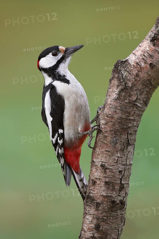 Great Spotted Woodpecker (Dendrocopos major) male, Brandenburg, Germany