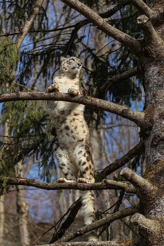 One adult snow leopard (Panthera uncia) standing high up in a tree, watching something in the distance. Blue sky in the background