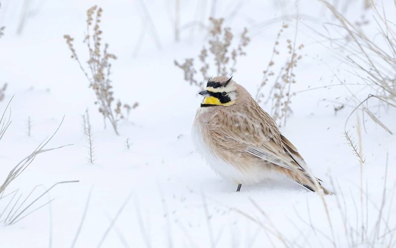 Horned Lark (Eremophila alpestris) male perched in the snow, Colorado, USA
