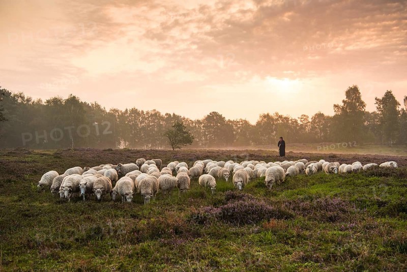 Herd of sheep with shepherd in bog during sunset, Lower Saxony, Germany