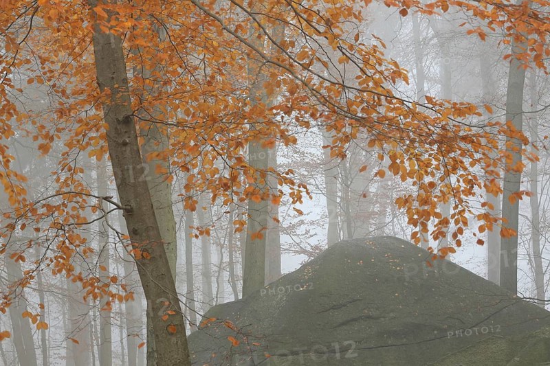 Rocks with yellow leaves of copper beech (Fagus sylvatica) in autumn, fog, autumn forest, autumn colours, autumn mood, nature photography, sea of rocks, Odenwald, Hesse, Germany