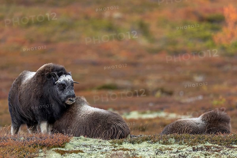 The musk ox calves (Ovibos moschatus) often seek contact with their mothers, baby animals, autumn, autumn landscape, Ruska, Tundra landscape, September, Norway