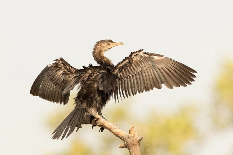 Reed Cormorant (Microcarbo africanus) juvenile, Gambia
