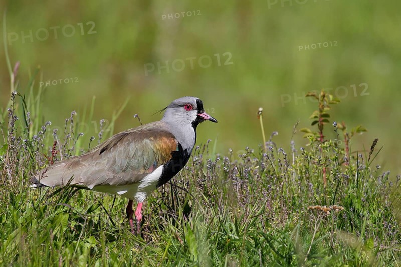Bronzekiebitz, lat. Vanellus chilensis, in Bodenvegetation stehend