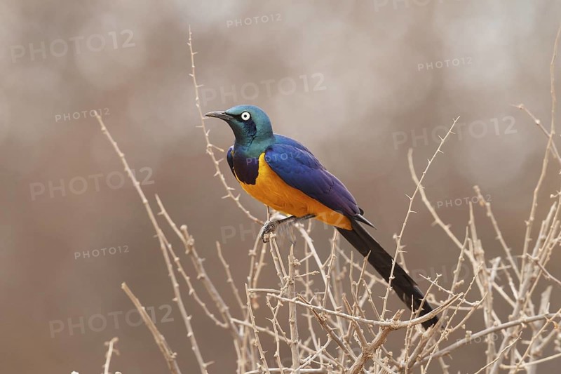 Golden-breasted Starling (Lamprotornis regius), Samburu, Kenya