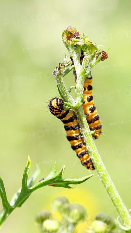 St. Jacob's weed bear or blood bear (Tyria jacobaeae), butterfly caterpillar, moth, family Arctiidae, caterpillar, feeds on St. Jacob's weed (Senecio jacobaea), Cochem, Moselle, Rhineland-Palatinate, Germany