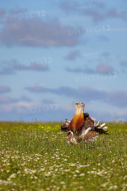 Great bustard (Otis tarda), Outarde barbue, Avutarda Común, Spain, Toledo, Hides De Calera / Great Bustard, Calera Y Chozas, Castilla La Mancha / Toledo, Spain