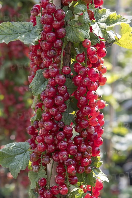 Red currant (Ribes rubrum 'Redpoll'), Bavarian Fruit Centre, Germany