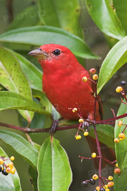 Summer Tanager (Piranga rubra), Costa Rica
