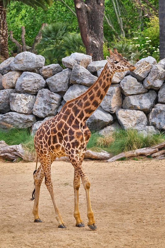Giraffe (Giraffa) walking in jungle forest