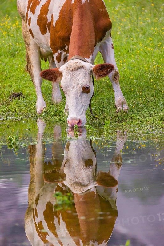 Holstein Friesian cattle stand on a green meadow at a puddle and drink. A reflection of the cows and the mountains can be seen in the puddle. Eng Valley, Austria