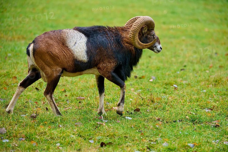 A ram with mighty horns strides across a green meadow, mouflon (Ovis aries musimon), Hesse, Germany